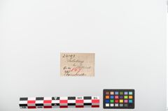Etiketten zu Bronzespiralröhrchen (NHMW-PRAE-024193)